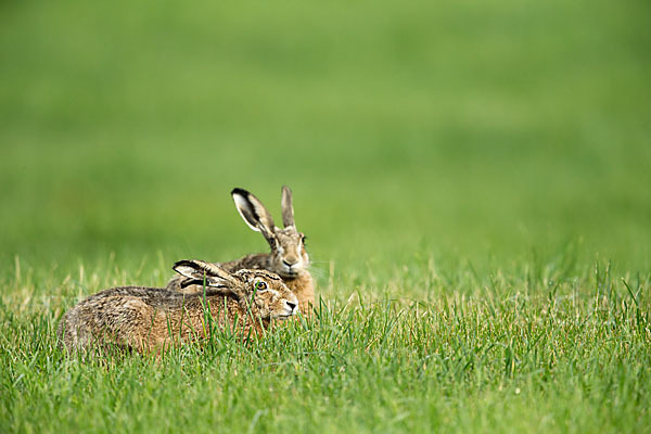 Feldhase (Lepus europaeus)