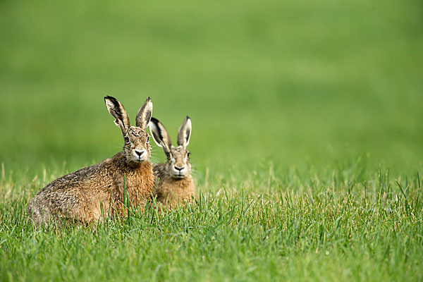 Feldhase (Lepus europaeus)