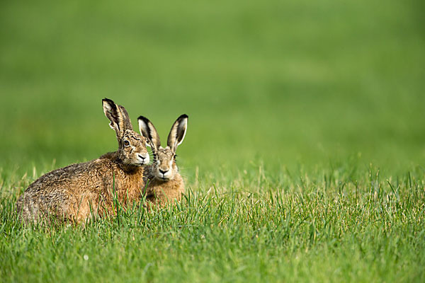 Feldhase (Lepus europaeus)