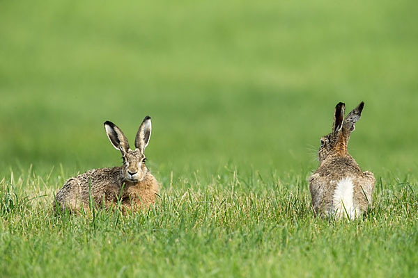 Feldhase (Lepus europaeus)