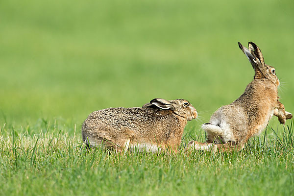 Feldhase (Lepus europaeus)