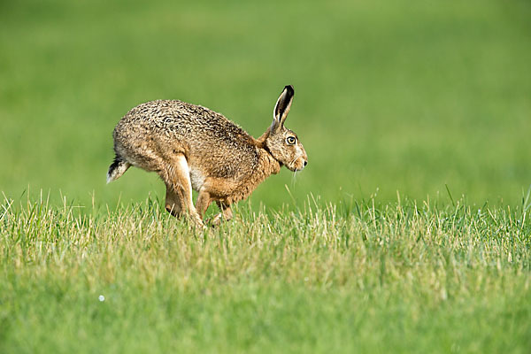 Feldhase (Lepus europaeus)