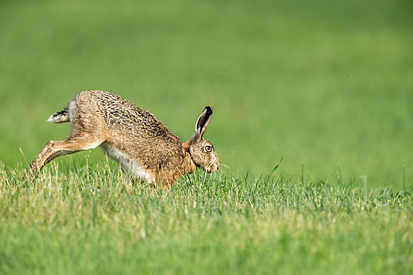 Feldhase (Lepus europaeus)