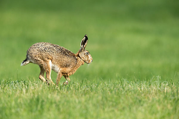 Feldhase (Lepus europaeus)