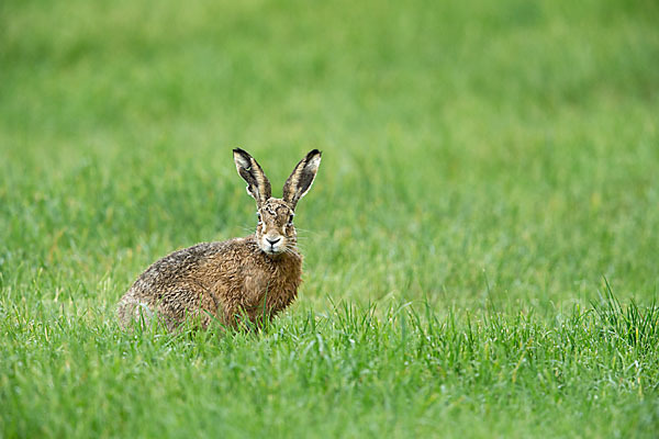 Feldhase (Lepus europaeus)