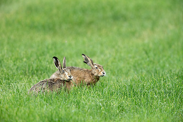 Feldhase (Lepus europaeus)