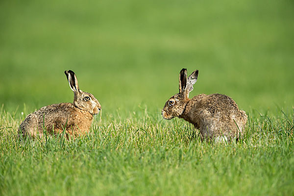 Feldhase (Lepus europaeus)