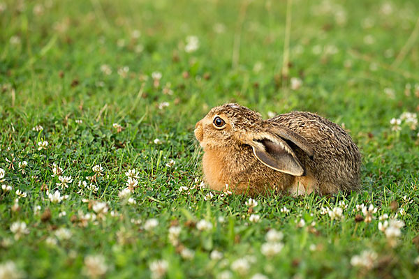 Feldhase (Lepus europaeus)