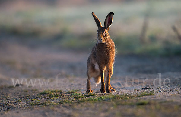 Feldhase (Lepus europaeus)