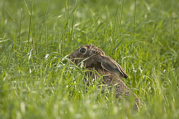 Feldhase (Lepus europaeus)