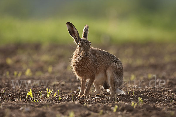 Feldhase (Lepus europaeus)