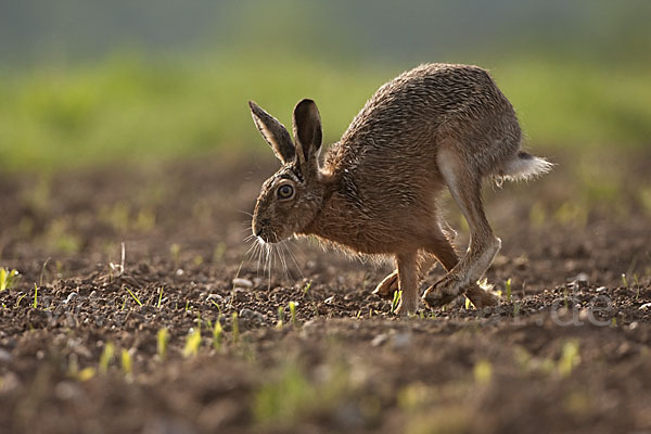 Feldhase (Lepus europaeus)