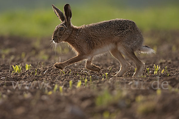 Feldhase (Lepus europaeus)