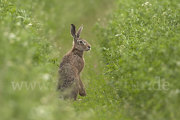 Feldhase (Lepus europaeus)