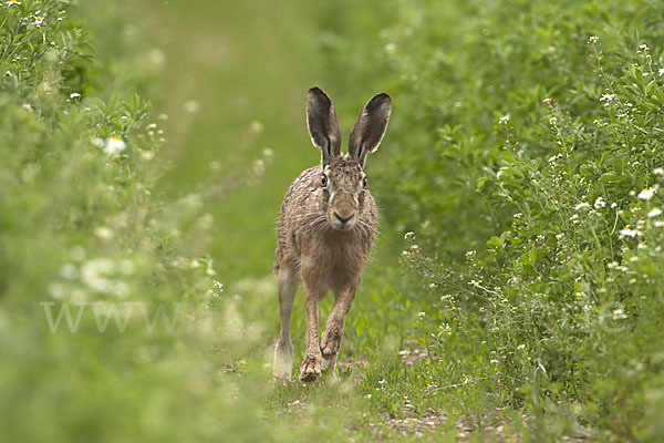 Feldhase (Lepus europaeus)