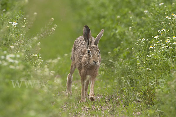 Feldhase (Lepus europaeus)