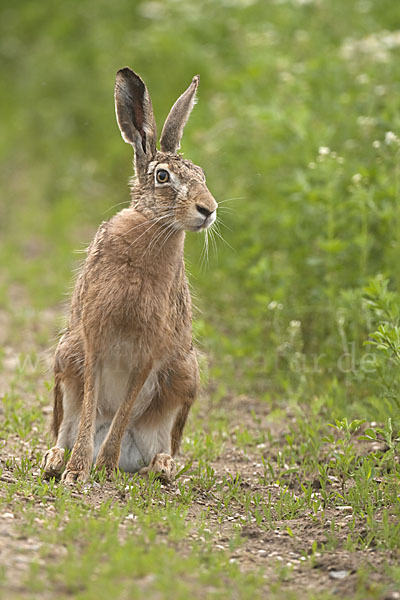 Feldhase (Lepus europaeus)