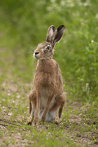 Feldhase (Lepus europaeus)