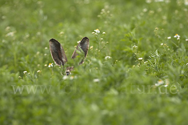 Feldhase (Lepus europaeus)