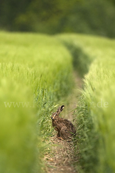 Feldhase (Lepus europaeus)