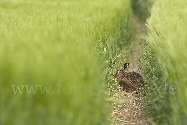 Feldhase (Lepus europaeus)