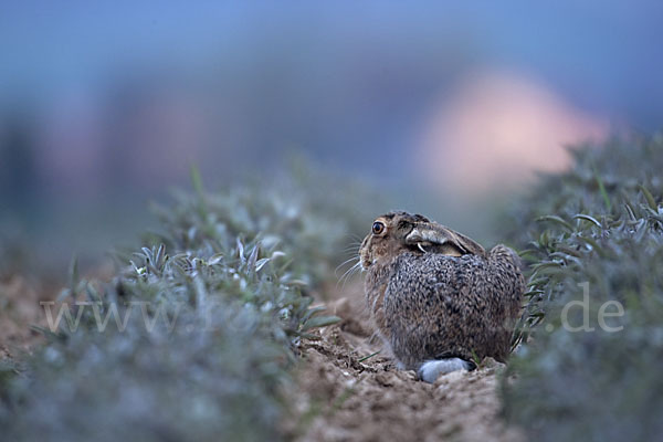 Feldhase (Lepus europaeus)