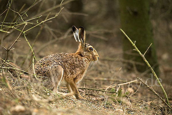 Feldhase (Lepus europaeus)