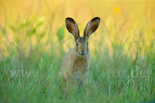 Feldhase (Lepus europaeus)