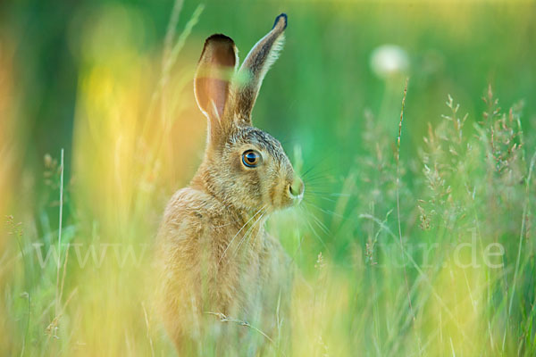 Feldhase (Lepus europaeus)