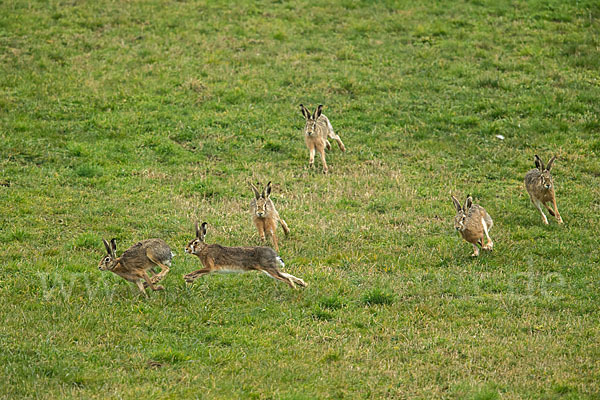 Feldhase (Lepus europaeus)