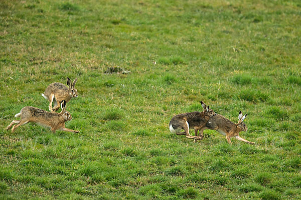 Feldhase (Lepus europaeus)