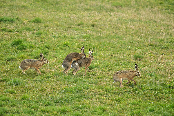 Feldhase (Lepus europaeus)