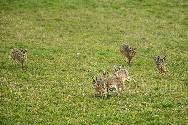 Feldhase (Lepus europaeus)