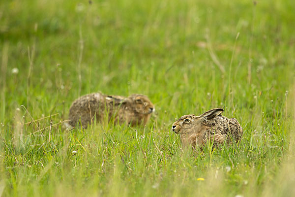 Feldhase (Lepus europaeus)