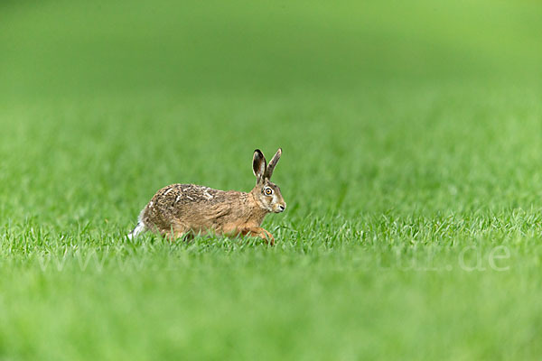 Feldhase (Lepus europaeus)