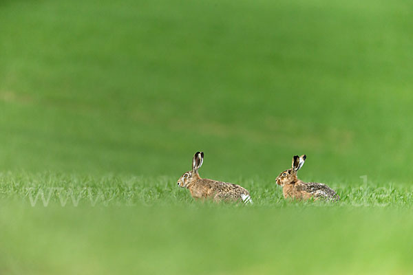 Feldhase (Lepus europaeus)