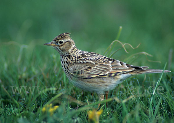 Feldlerche (Alauda arvensis)