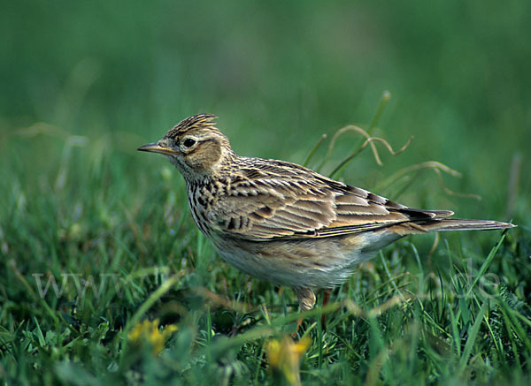 Feldlerche (Alauda arvensis)