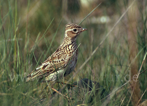 Feldlerche (Alauda arvensis)