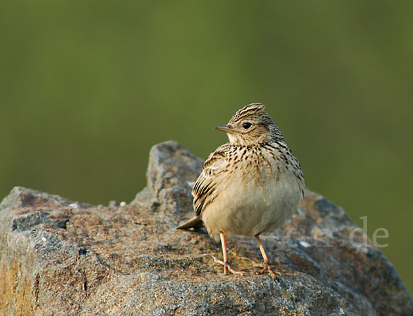 Feldlerche (Alauda arvensis)