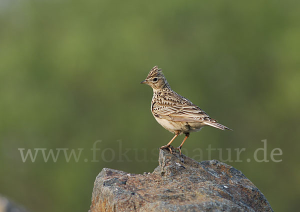 Feldlerche (Alauda arvensis)