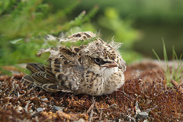 Feldlerche (Alauda arvensis)