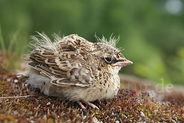 Feldlerche (Alauda arvensis)