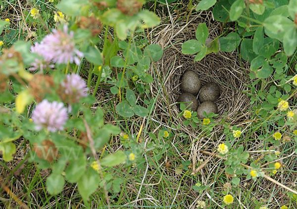 Feldlerche (Alauda arvensis)