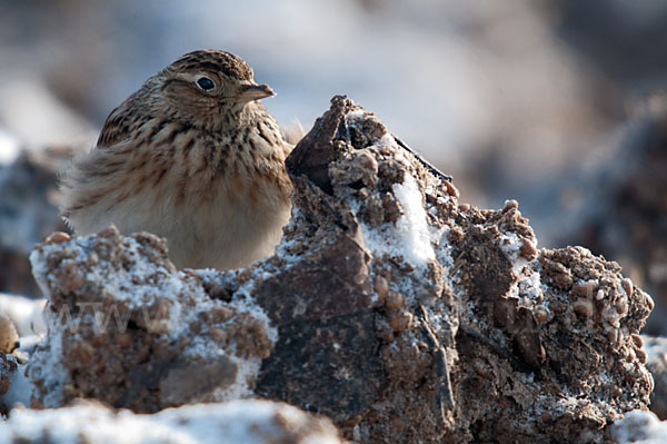 Feldlerche (Alauda arvensis)