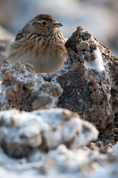 Feldlerche (Alauda arvensis)