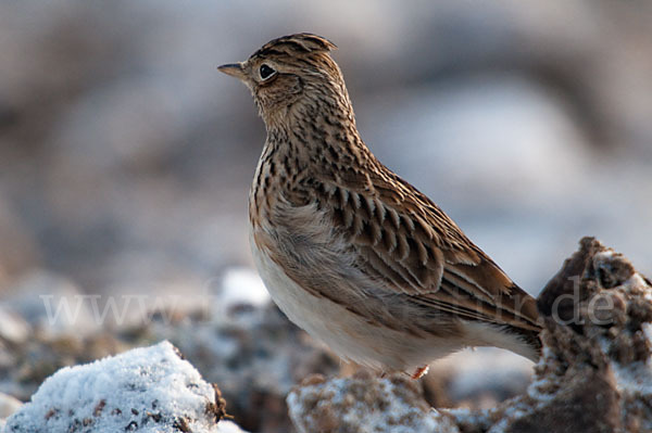 Feldlerche (Alauda arvensis)