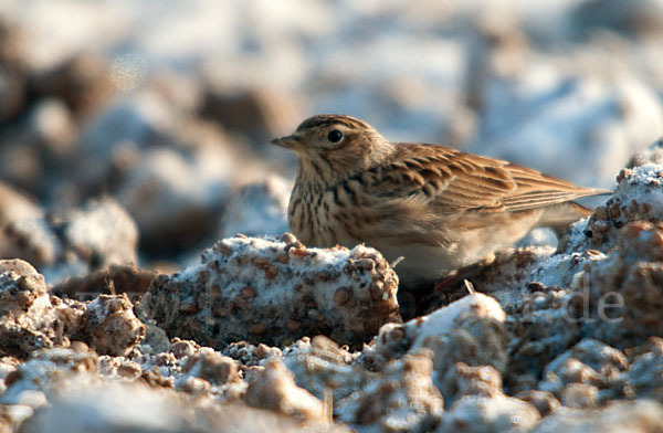 Feldlerche (Alauda arvensis)