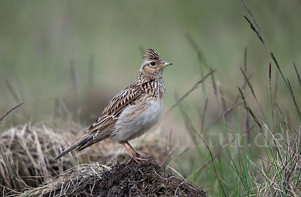 Feldlerche (Alauda arvensis)