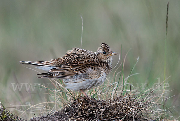 Feldlerche (Alauda arvensis)